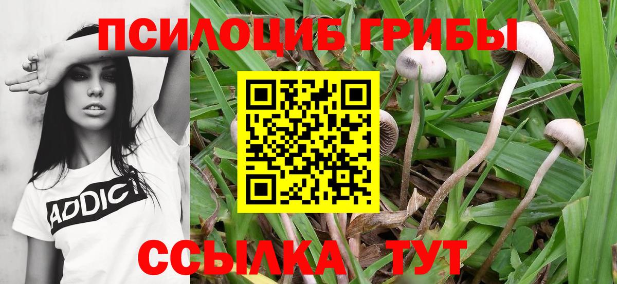 Галлюциногенные грибы Cubensis  Вход с VPN  Бирск 